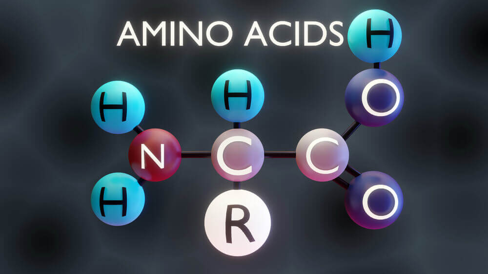Volné formy aminokyselin mohou být jedním z faktorů ovlivňujících dlouhý a zdravý život