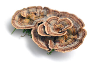 Coriolus versicolor (Outkovka pestrá) – nejbohatší zdroj PSK (krestinu)