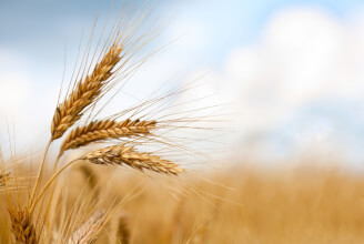 Studie - hydrolyzovaný pšeničný lepek vs. lepek