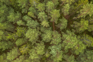 Síla finské lesní magie – havupuu (pine bark)
