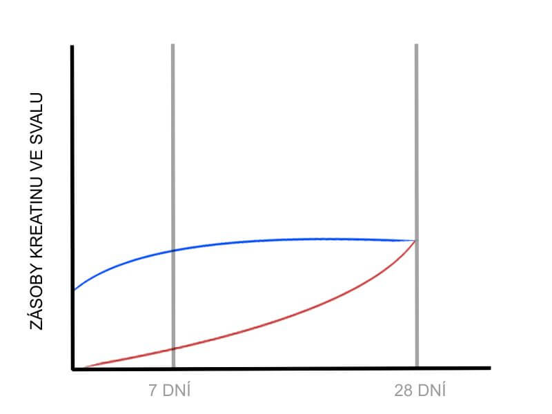 Kdy a jak užívat kreatin? Má smysl nasycovací fáze?