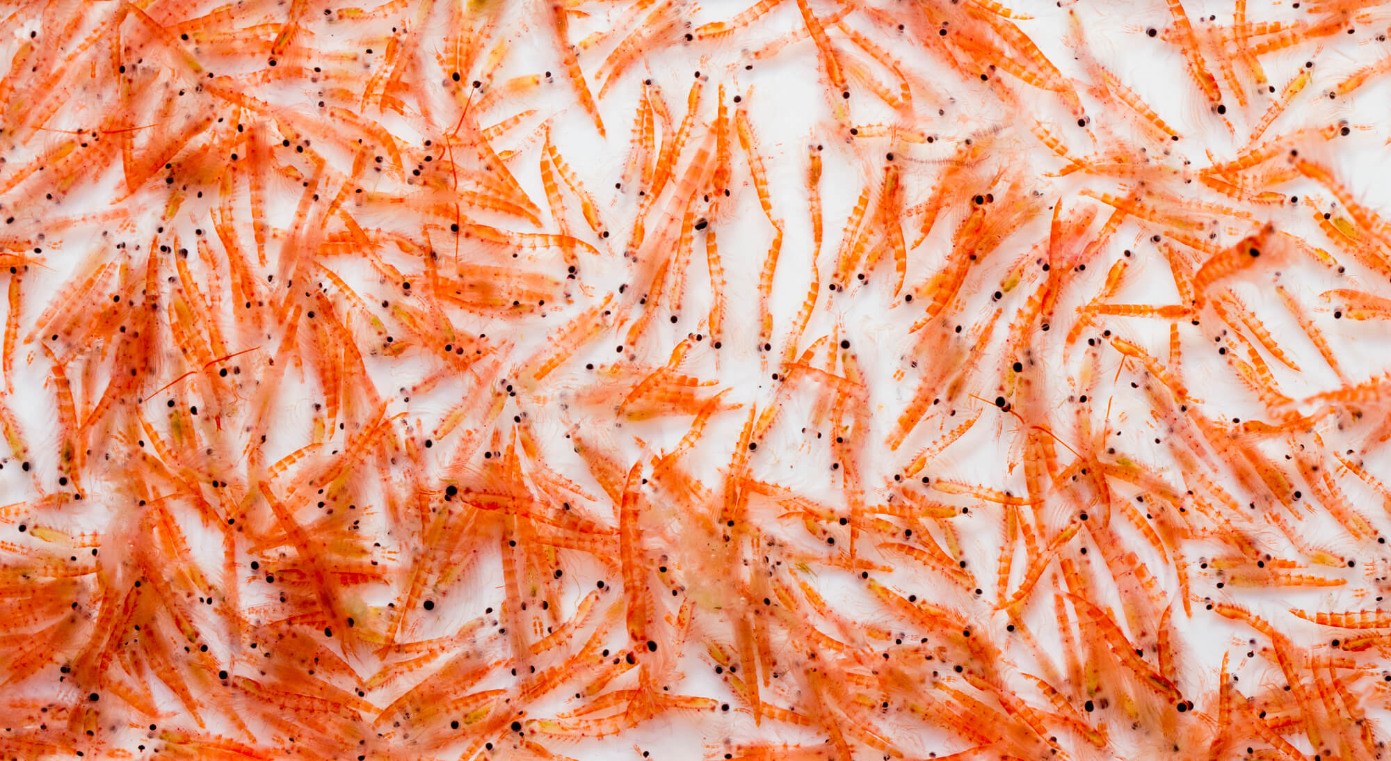 Olej z mořského krillu může být ještě prospěšnější než olej rybí